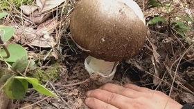 娱乐吃瓜酱野生字幕菌,狗狗“说话”引网友热议，小哥中毒看狗说话带字幕