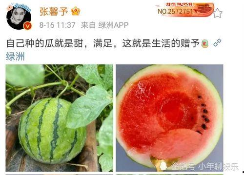 娱乐吃瓜料,吃瓜料的背后真相与影响